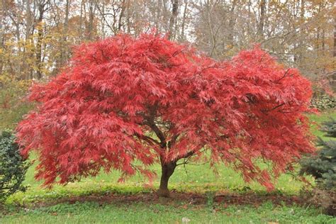 Red Lace Leaf Japanese Maple 30 Seeds - Acer Palmatum Atropurpureum ...