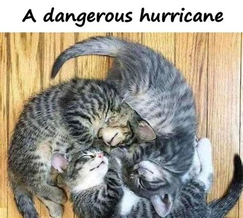 Hurricane - funny, funny pics, meme, cats, memes, images, - xdPedia.com