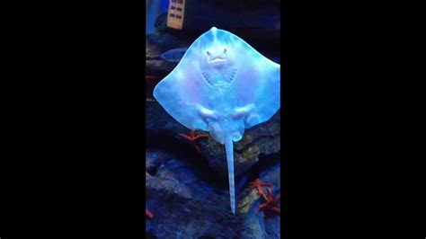 Cute smiling baby stingray dancing - YouTube