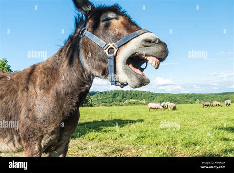 Funny laughing donkey face in front of blue sky and sheep in the ...