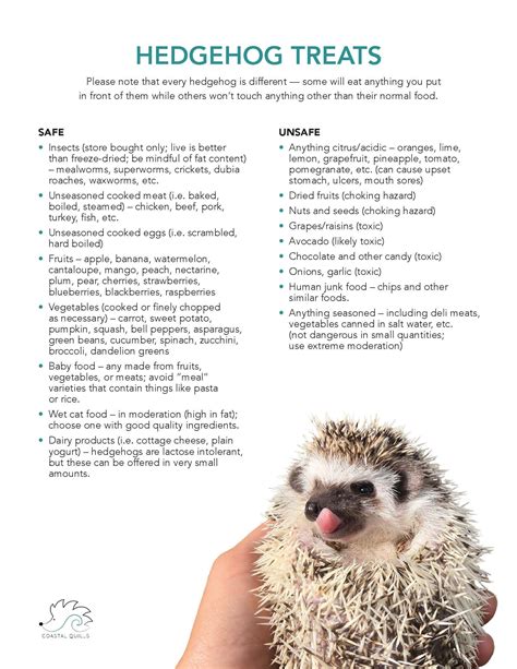 Pin by Amanda Skjong on Hamlet and Socrates Hedgie Love | Hedgehog pet, Hedgehog bedding, Pygmy ...