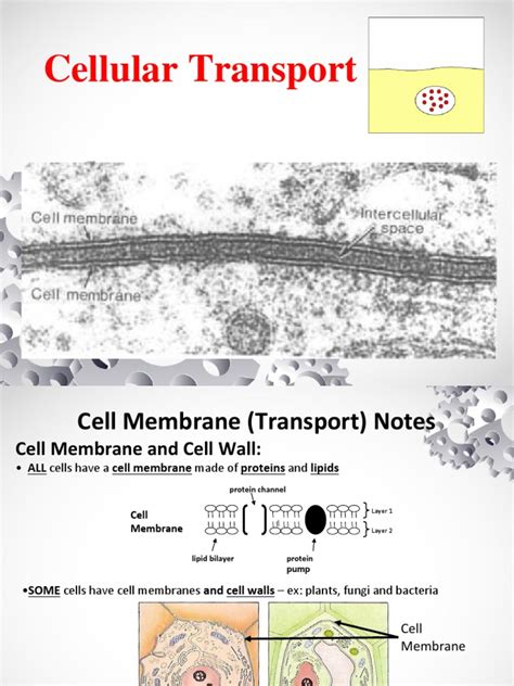 Transport Mechanism | PDF