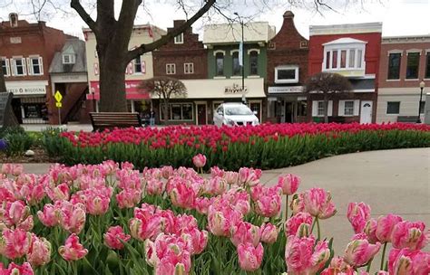 Pella Tulip Time: May Showers Bring Plenty of Flowers - Iowa Source