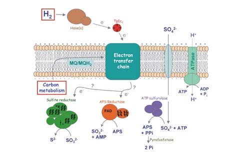 Respiratory chain