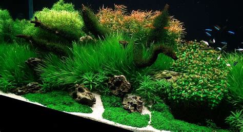 Bubbles Aquarium - Aquascapes (Tank Setups / Projects) | Aquarium ...