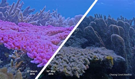 Marine heatwaves a bigger threat to coral reefs t - Aug 2019 - JCU ...