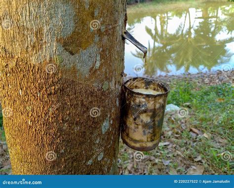 The Process of Taking Rubber Tree Sap from the Hulled Tree Trunk ...