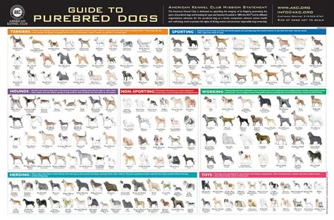 AKC Breeds Poster | Akc breeds, Akc dog breeds, Purebred dogs