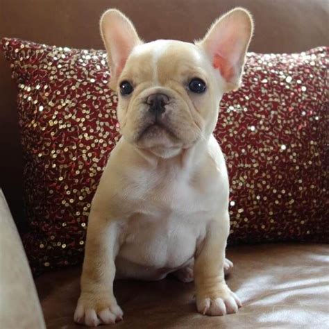 100 Cream-Colored Dog Names | Bulldog puppies, Frenchie puppy, Cute french bulldog