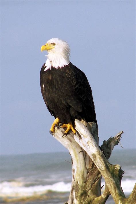 eagle - Wiktionary, the free dictionary