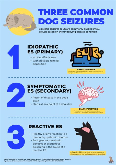 Definitive Guide To Understanding And Treating Seizures In Dogs | Bark For More