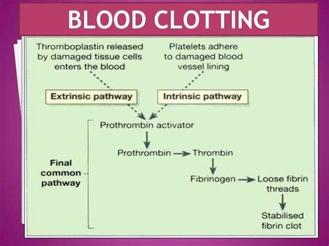 Clotting factors