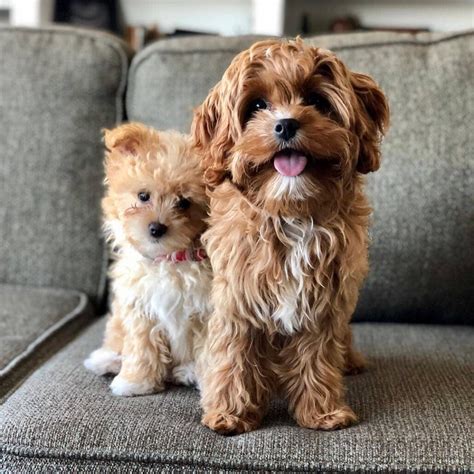 Pros And Cons Of Cavapoo Ownership – Should You Get This Dog? - The Pet Well