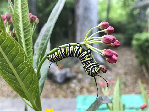 Mother of Monarchs: Unexpectedly rearing 22 caterpillars – Florida ...