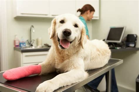 The Top 10 Dog Injuries and How to Prevent Them