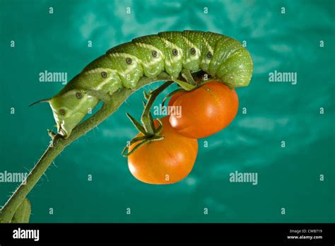 The tomato hornworm, caterpillar of the five-spotted hawkmoth (Manduca quinquemaculata Stock ...