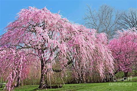 Pink Weeping Cherry Tree | ubicaciondepersonas.cdmx.gob.mx