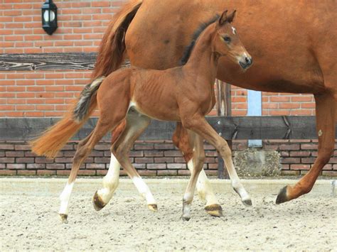 Warmblood Horse Selection - Peter Berkers Sporthorses