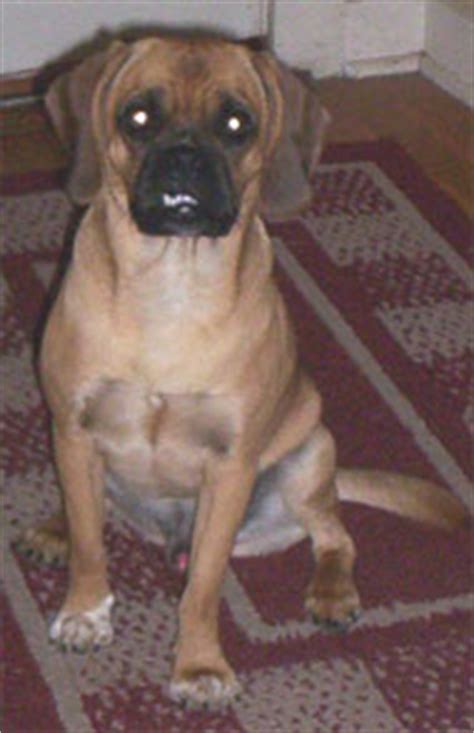 puggle mixed breed dog - online dog encyclopedia - dogs in depth.com