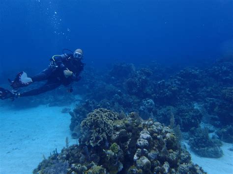 The Best Scuba Diving Company in Roatan, Honduras - UponArriving