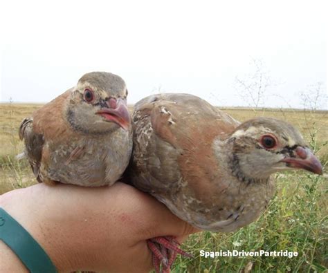 spanishdrivenpartridge - red-legged partridge hunting in spain ...