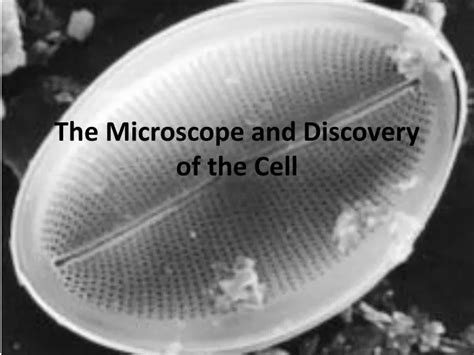 PPT - The Microscope and Discovery of the Cell PowerPoint Presentation - ID:2115320