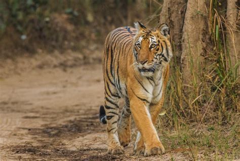 The Best Zone to Spot Tigers in Jim Corbett National Park