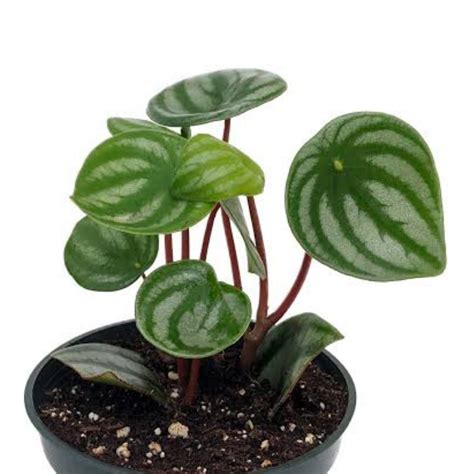 Peperomia Watermelon - Unbeleafable