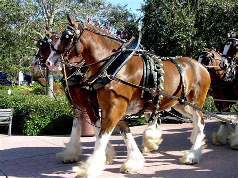 Budweiser Clydesdales Wallpaper - WallpaperSafari