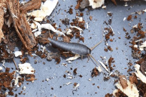 How To Kill Silverfish - Stop The Infestation