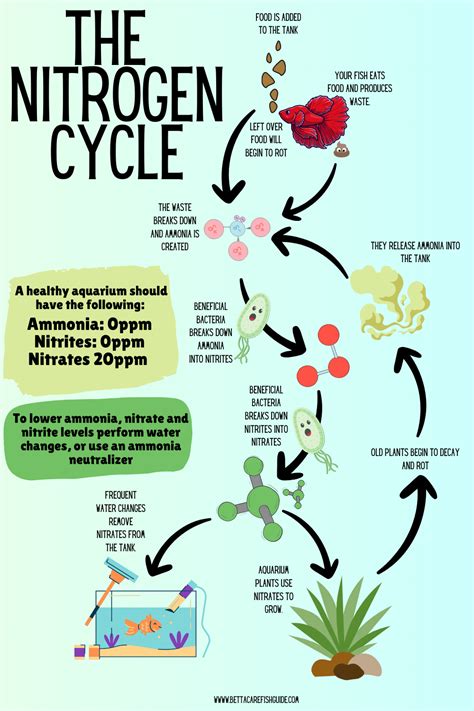 The Aquarium Nitrogen Cycle: How To Cycle Your Tank