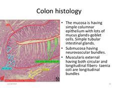 23 Histology - Large Intestine ideas | large intestine, intestines ...