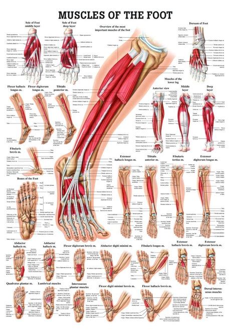 Human Muscles of the Foot Poster - Clinical Charts and Supplies