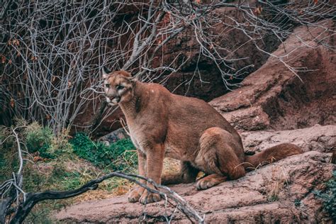 California mountain lion population is thousands fewer than previously ...