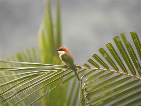 Green Bee-Eater Migration Season is Here — Learn More About This Beautiful Bird | by Wilvia ...