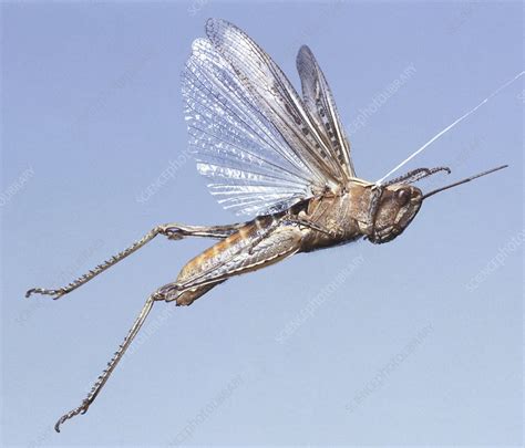 Grasshopper in full flight - Stock Image - C053/5281 - Science Photo Library