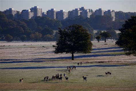 Richmond Park 005 – Nathan Harrison DIRECTOR CAMERAMAN PHOTOGRAPHER