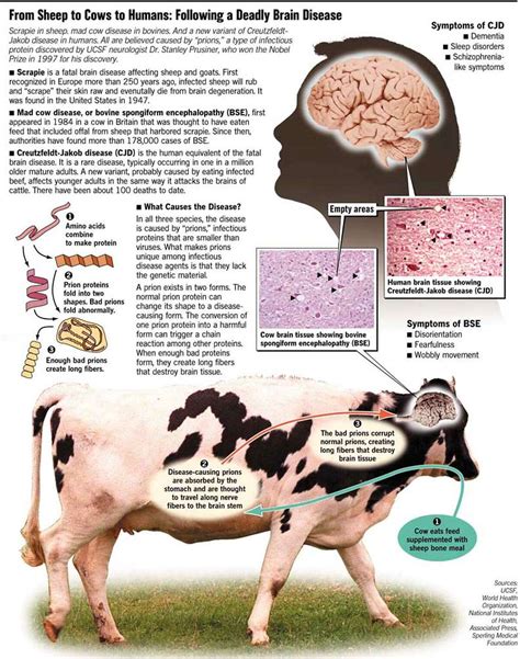 Is Mad Cow Disease Dangerous To Humans - All About Cow Photos