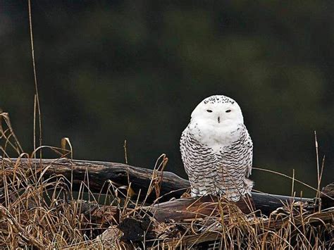 Hoot and a thrill: Birders delight in snowy owl migration | Birder, Snowy owl, Owl