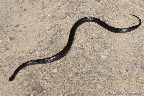 Black/dark brown shiny snake? [Blue Mountains, NSW, Australia] [no photo] : whatsthissnake