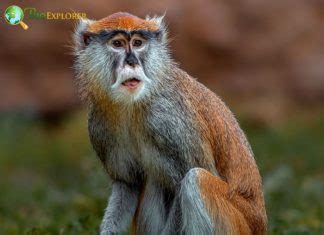 Guenon Monkeys Archives - BioExplorer.Net