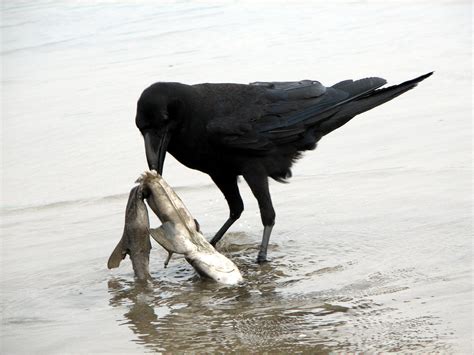 File:Raven scavenging on a dead shark.jpg - Wikipedia