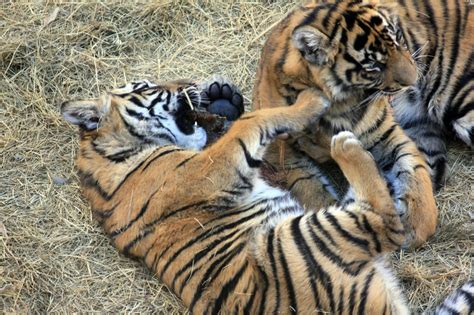 Sumatran Tiger Cubs image - Free stock photo - Public Domain photo ...