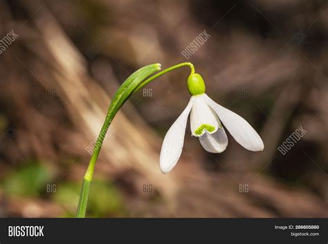 Snowdrop Spring Image & Photo (Free Trial) | Bigstock