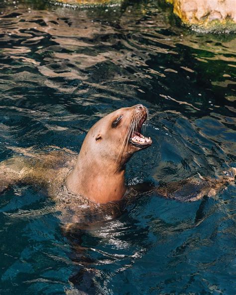 Things to do at Vancouver Aquarium | Vancouver aquarium, Public ...