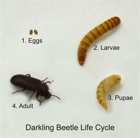 Darkling Beetle Life Cycle Kit