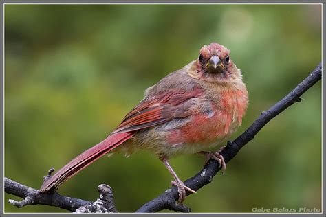 Juvenile Male Cardinal 2 | Flickr - Photo Sharing!