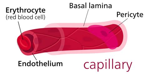 18.2F: Capillaries - Medicine LibreTexts