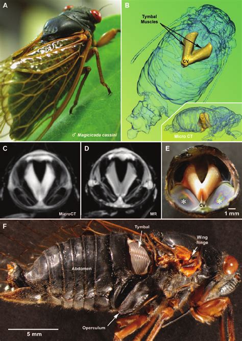 Male M. cassini and tymbal muscles. A male cicada seen in life ( A )... | Download Scientific ...