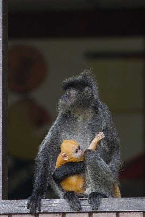 The Wildlife of Borneo - A Photo Essay - Reflections Enroute